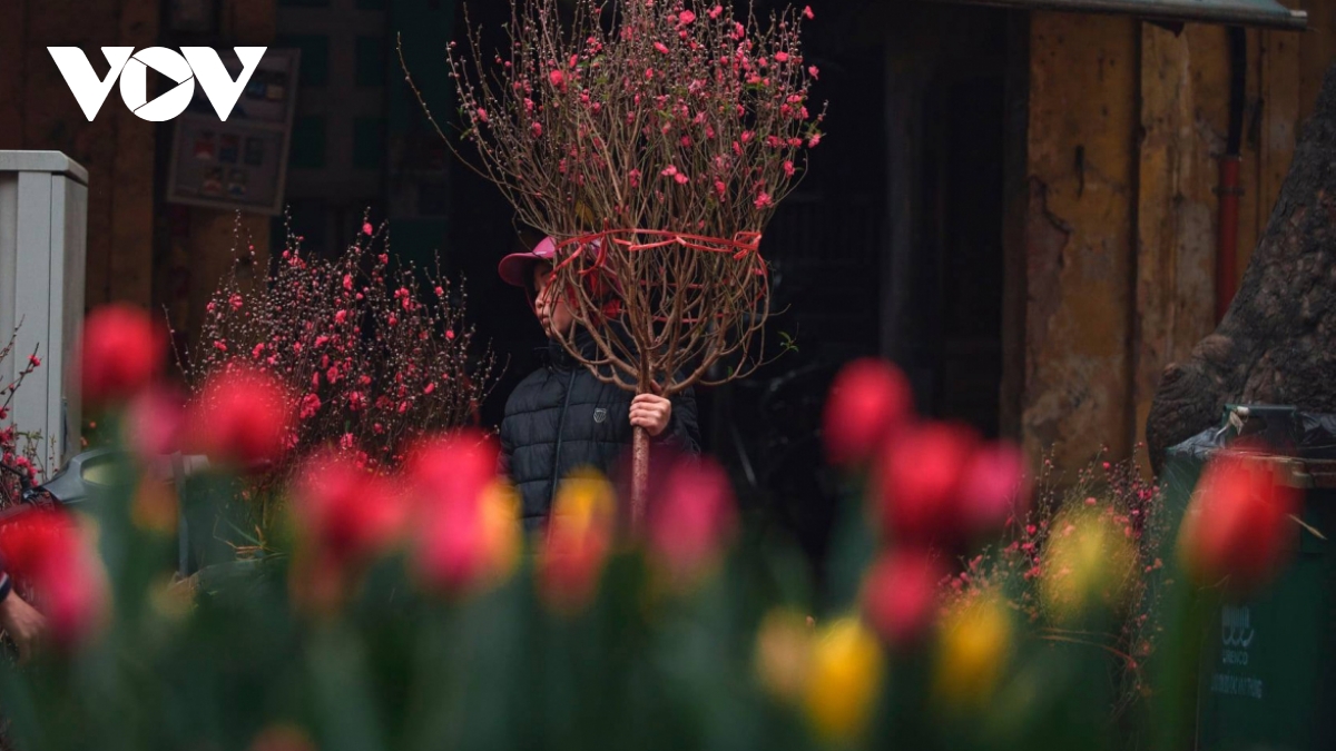 Hanoi adorned with colourful peach flowers, kumquat trees ahead of Tet